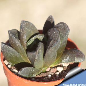 Haworthia maughanii x truncata