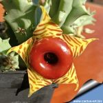 Huernia zebrina