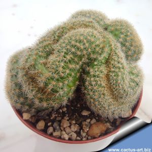 Rebutia marsoneri f. cristata