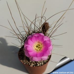 Lobivia pentlandii v. varians