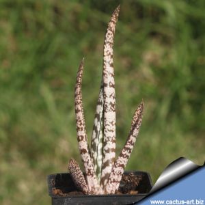 Gasteria pulchra (long smooth leaf type)