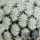 Mammillaria pectinifera (Solisia pectinata)