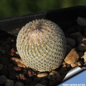 Epithelantha micromeris SB237 Dona Ana County, New Mexico, USA
