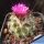 Gymnocactus viereckii v. neglectus L1159 Sierra Salamanca 1000-1300m, Tamaulipas, Mexico (syn: Turbinicarpus viereckii)