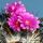 Gymnocactus viereckii L1159 Sierra Salamanca 1000-1300m, Tamaulipas, Mexico (syn: Turbinicarpus viereckii)