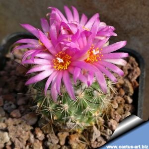 Gymnocactus viereckii v. neglectus L1159 Sierra Salamanca 1000-1300m, Tamaulipas, Mexico (syn: Turbinicarpus viereckii)