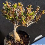 Mestoklema sp. (Bonsai)