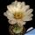 Gymnocalycium lukasikii JPR 100/237 San José del Morro to Esquina, San Luis, Argentina 900m.