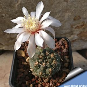 Gymnocalycium lukasikii JPR 100/237 San José del Morro to Esquina, San Luis, Argentina 900m.