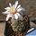 Gymnocalycium lukasikii JPR 100/237 San José del Morro to Esquina, San Luis, Argentina 900m.