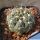 Gymnocalycium lukasikii JPR 100/237 San José del Morro to Esquina, San Luis, Argentina 900m.