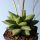 Gasterhaworthia cv. ROSAWA