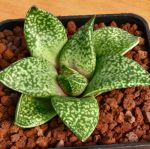 Gasterhaworthia cv. ROSAWA