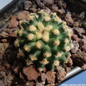 Pediocactus knowltonii SB304, San Juan County, New Mexico, USA