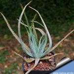 Aloe parvula