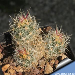 Thelocactus bicolor v. bolaensis SB281 Cerro Bola, Coahuila, Mexico
