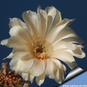 Echinopsis hybrid cv. CHARLEMAGNE (Schick)