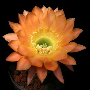 Echinopsis hybrid cv. DAYDREAM (Schick)