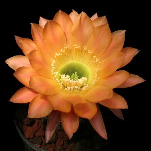 Echinopsis hybrid cv. DAYDREAM (Schick)