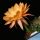 Echinopsis hybrid cv. DAYDREAM (Schick)