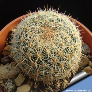 Escobaria tuberculosa