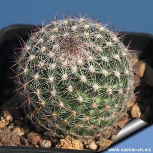 Escobaria tubercolosa