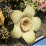 Orbea ciliata f. cristata
