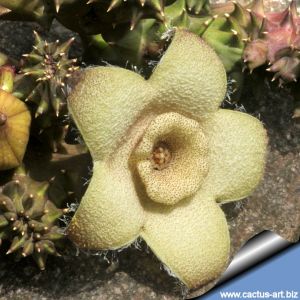 Orbea ciliata f. cristata