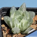 Haworthia cooperi f. variegata