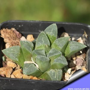 Haworthia pygmaea CC 1555