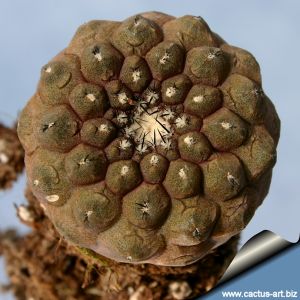 Copiapoa hypogaea v. barquitensis FR654 Near Chañaral, Barquito, 02 Antofagasta, Chile