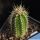 Echinocereus scheerii