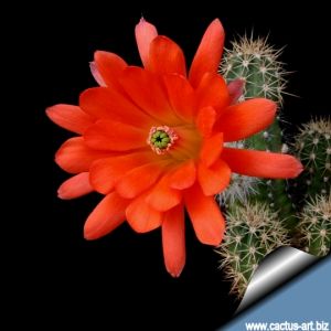 Echinocereus scheerii