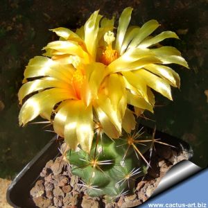 Coryphantha wohlschlageri
