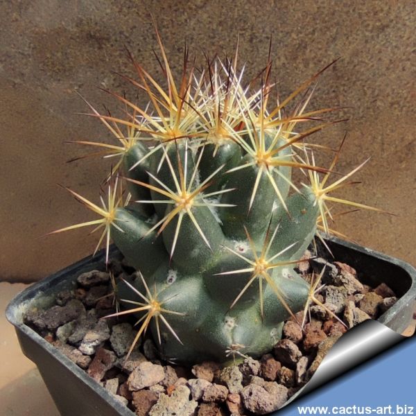 Coryphantha