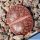 Lithops bromfieldii v. glaudinae C393A cv. EMBER (rubroroseum) 70km NW of Griquatown, South Africa