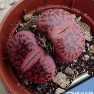 Lithops bromfieldii v. glaudinae "rubroroseum" C393A 70km NW of Griquatown, South Africa