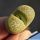 Lithops terricolor cv. SPECLED GOLD C345A 30km West-North-West of Prince Albert Road, Cape Province