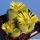 Lithops terricolor cv. SPECLED GOLD C345A 30km West-North-West of Prince Albert Road, Cape Province