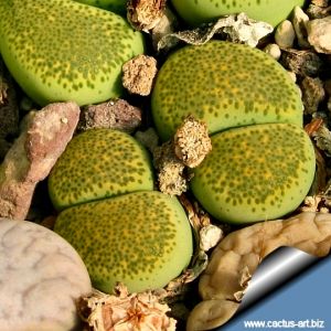 Lithops terricolor cv. SPECLED GOLD C345A 30km West-North-West of Prince Albert Road, Cape Province