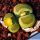 Lithops terricolor cv. SPECLED GOLD C345A 30km West-North-West of Prince Albert Road, Cape Province