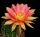 Echinopsis hybrid cv. ECLIPSE (Schick)