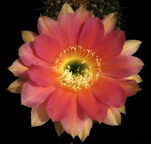 Echinopsis hybrid cv. ECLIPSE (Schick)