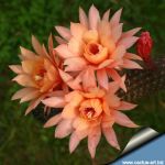 Hildewintera hybrid cv. HUMKES ROSCHEN