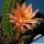 Hildewintera hybrid cv. HUMKES ROSCHEN