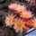 Hildewintera hybrid cv. HUMKES ROSCHEN