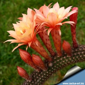 Hildewintera hybrid cv. HUMKES ROSCHEN