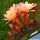 Hildewintera hybrid cv. HUMKES ROSCHEN