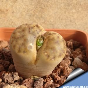 Lithops bromfieldii C057 10 km NE of Keimoes, South Africa