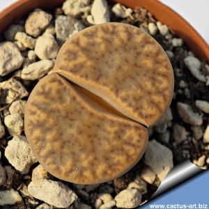 Lithops bromfieldii  v. insularis C057 10 km NE of Keimoes, South Africa
